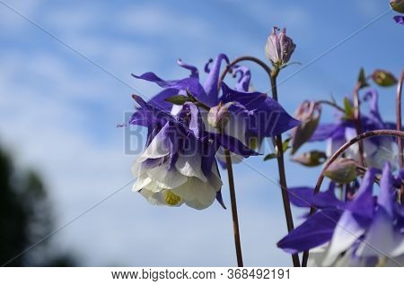 Close Up Image Of Crimson Star Columbine Flower Blossoms In A Garden.