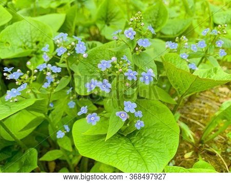 Delicate Blue Inflorescences Of Brunner Macrophylla. Photo
