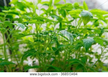 Young Green Tomato Seedlings At Home On The Window.