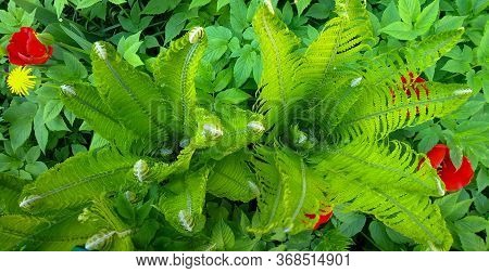 Beautiful Green Fern Leaves. Spring Foliage Of Nature. Floral Background Of Fern. Tropical Leaf. An 