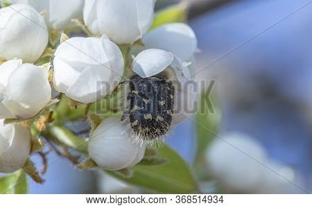 The Tropinota Hirta Pest Eats The Flowers Of Fruit Trees.