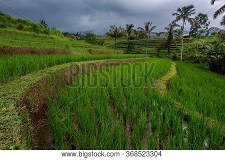Rice Terraces In Moody ,rainy Weather In Bali / Indonesia