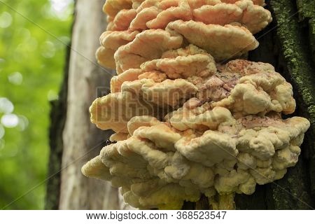 Laetiporus Sulphureus, Subclass: Garicomycetidae. Edible Mushroom Growing On Tree Trunks.