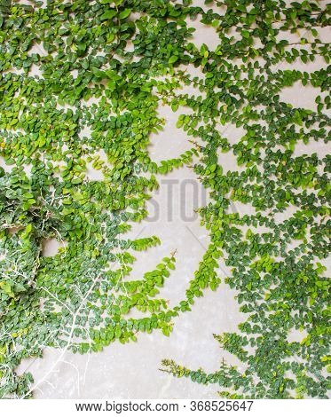 Coatbuttons Mexican Daisy Ficus Pumila Plant On On The Wall