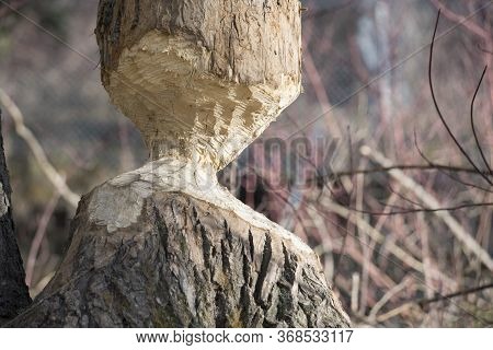 A Tree Trunk Which Has Served As A Snack For A Local Canadian Beaver Which Has Threatened Erosion To