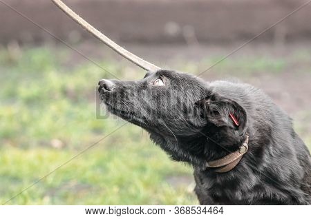 Black Mongrel Dog On A Leash Looks Imploringly Up In Fear