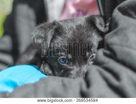 Pet Care Portrait Of A Black Puppy Mongrel In The Arms Of A Man
