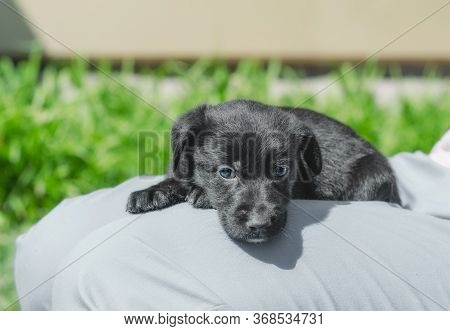 Black Mongrel Puppy Lays On The Lap Of A Man In Blue Trousers
