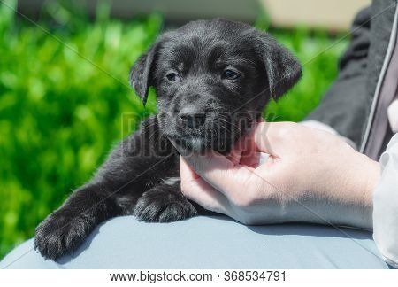 Female Hand Stroking Black Puppy On The Neck