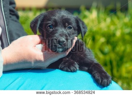 Female Hand Stroking Black Puppy On The Neck