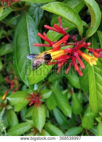 Honey Bee Collecting Nectar From Red Flowers