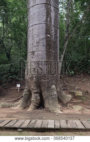 Masive Cavanillesia Platanifolia Tree At Puganyo Petrified Forest, Ecuador