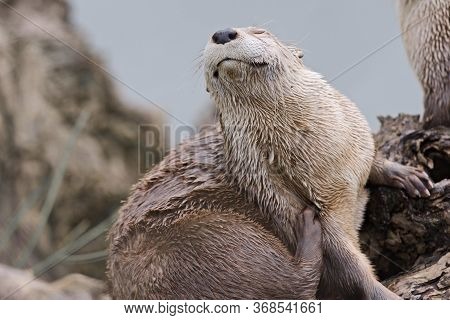 An Otter Satisfies An Itch With A Big Scratch Using His Back Foot, Smiles As A Result