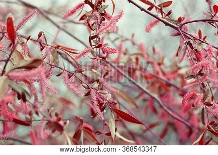 The Branches Of Red Flowers And Red-green Leaves In Bloom Were Shot Close-up. The Photo Was Made For