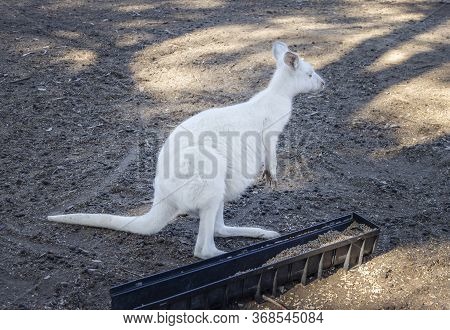 An Albino Kangaroo Near Its Feeding Trough In A Wildlife Park In Australia