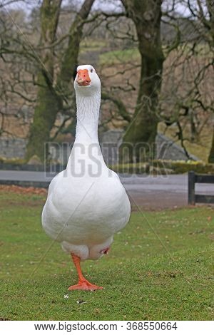 White Goose Standing On One Leg On Grass