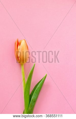 Colorful Orange Tulips On Light Pink Background. Mother's Day Present.