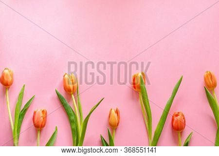 Colorful Orange Tulips On Light Pink Background. Mother's Day Present.