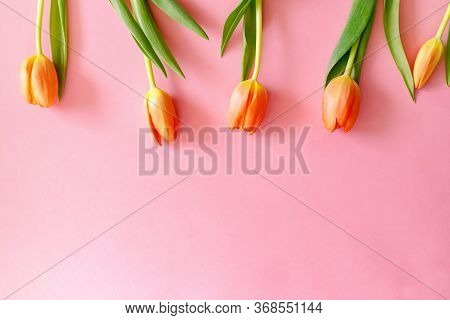 Colorful Orange Tulips On Light Pink Background. Mother's Day Present.