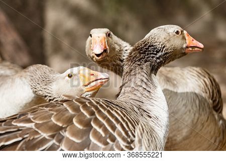 Adult Geese Are Discussing. Conspirators And Animals