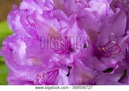 Closeup Of A Purple Rhododendron Flower On Green
