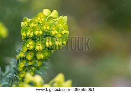 Close Up Of Euphorbia Flowers In Bloom