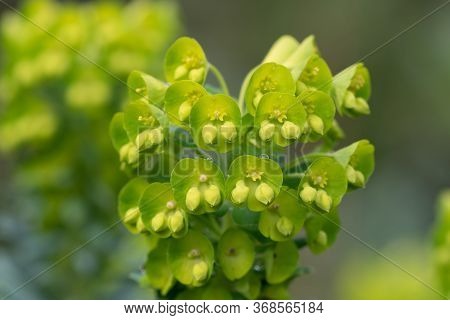 Close Up Of Euphorbia Flowers In Bloom