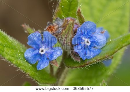 Evergreen Bugloss (pentaglottis Semoervirens)