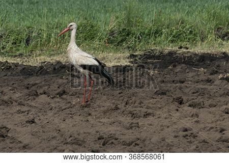 A Lone Stork Preying On A Meadow.\nagricultural Land. Plowed Arable Field And Meadows. A Lone Stork 