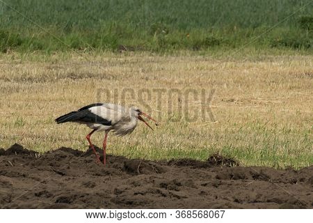 A Lone Stork Preying On A Meadow.\\nagricultural Land. Plowed Arable Field And Meadows. A Lone Stork