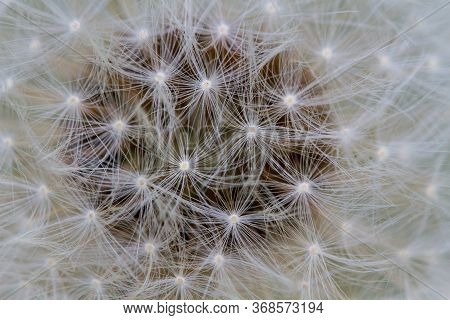Macro View Of The Blossom Of Mature Dandelion With Seeds. Taraxacum Ruderalia