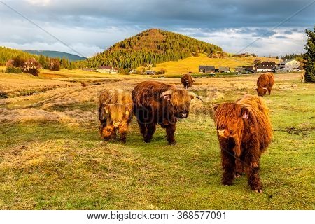 Highland Cattle - Scottish Breed Of Rustic Cattle In Jizerka Village With Bukovec Mountain On The Ba
