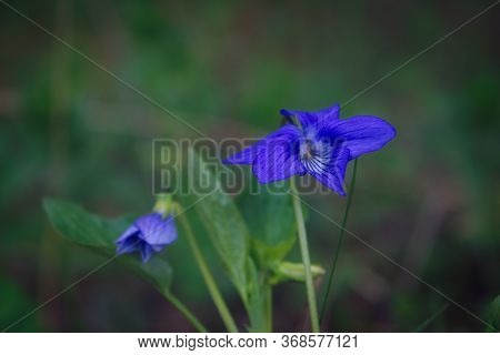 Viola Odorata Sweet Violet, English Violet, Common Violet - Violet Flowers Bloom In The Forest In Sp
