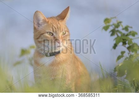 Orange Tabby Cat Is Poised Among Foliage, Staring Into The Distance. The Blueish Background Is Provi