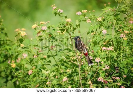 Red Vented Bulbul On Flowering Bush
