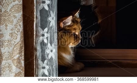 Profile Portrait Of A Red Cat Lying On A Window Sill And Looking Out From Behind A Curtain. Cute Yel