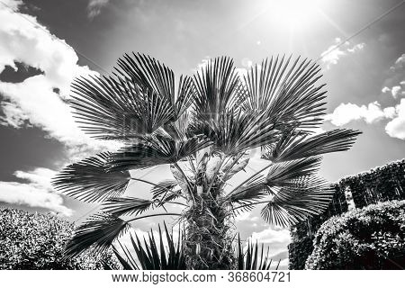 Blacl And White Pfoto Of Palm Tree And Sun Rays Lighting Throug The Leaves. Summer Tropic Vacation B