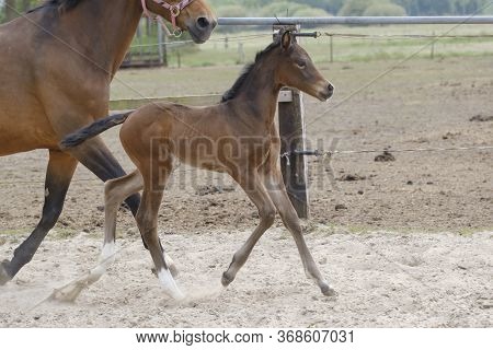 Little Brown Foal, Trosts Next To The Mother, One Week Old, During The Day With A Countryside Landsc