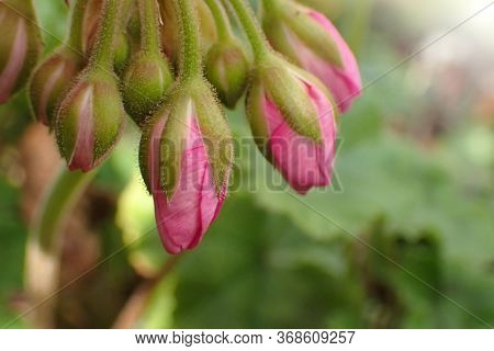 Geranium Flower Buds Close-up.geranium Flower Buds Close-up On A Green Blurred Garden Background. Pi
