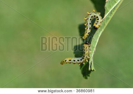 Larva su foglia