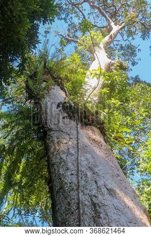 Huge Tropical Tree With Parasitic Plants On Its Trunk In Hindu Temple At Foot Of Batukaru Mountain O