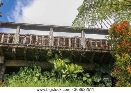 Tropical Plant Dieffenbachia Growing Wild In The Garden. Green Plant In The Garden. Fresh Green And 