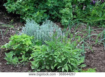 Organic Permaculture Garden With Various Herbs And Onion. Strawberry In Bloom, Sage,  Onion, Currant