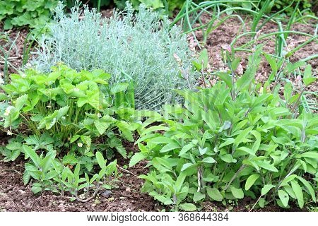 Organic Permaculture Garden With Various Herbs And Onion. Strawberry In Bloom, Sage,  Onion, Currant