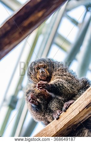 White-faced Saki, (pithecia Pithecia), Small Monkey Is Sitting On The Wooden Wall And Looking To His
