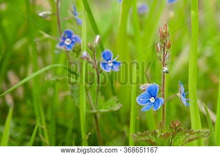 Blue Perennial Flowers Veronica Chamaedrys  Close-up. Horizontal Photo.