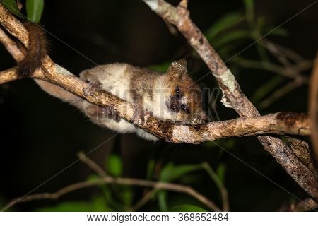 One Mouse Lemur Moves Along The Branches Of A Tree