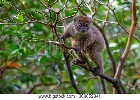 Funny Bamboo Lemurs On A Tree Branch Watch The Visitors