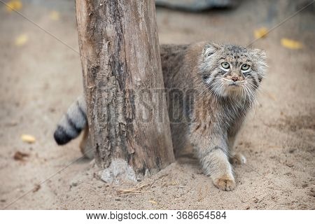 Portrait Of One Cute Manul (the Pallas's Cat Or Otocolobus Manul). Wild Cat Is Sitting On The Sand