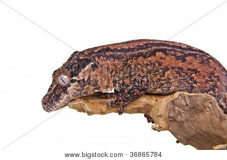 Gargoyle Gecko